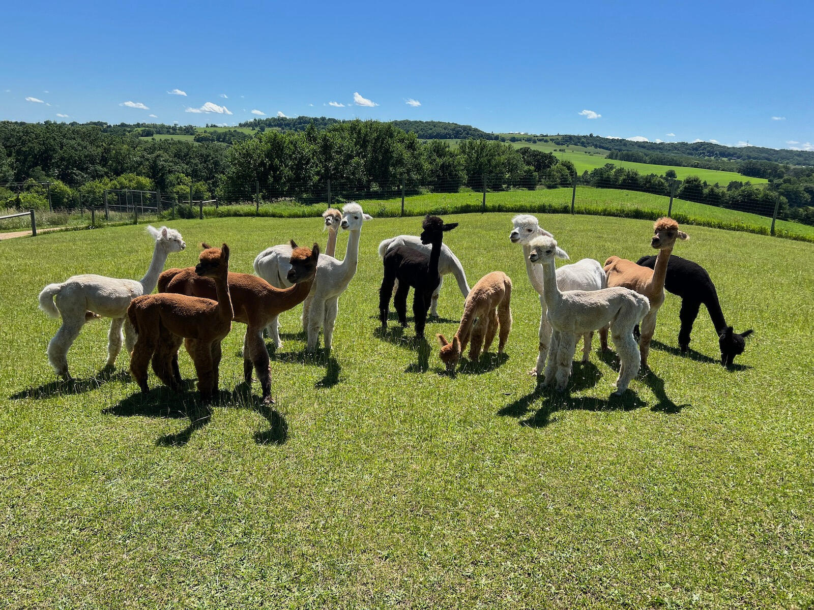 Alpacas grazing at Longhollow Farm in Elizabeth Illinois Alpacas grazing at Longhollow Farm in Elizabeth Illinois